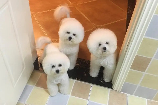 比熊可以吃冬棗嗎