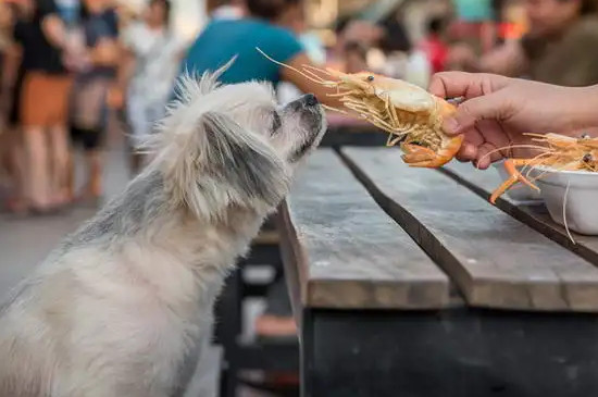 小狗能吃蝦肉嗎?