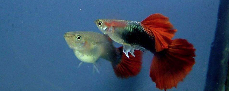 孔雀魚肚子黑了一塊是為什么