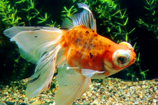 金魚炸鱗會互相傳染嗎