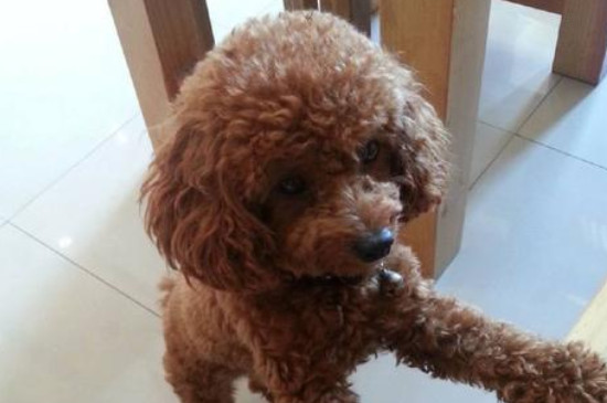 泰迪犬如何訓(xùn)練