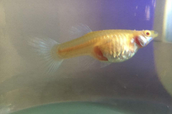 孔雀魚懷孕特征，孔雀魚剛懷孕什么癥狀