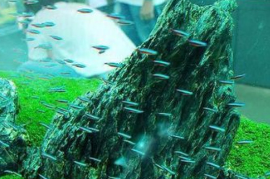 魚缸養(yǎng)水的正確方法