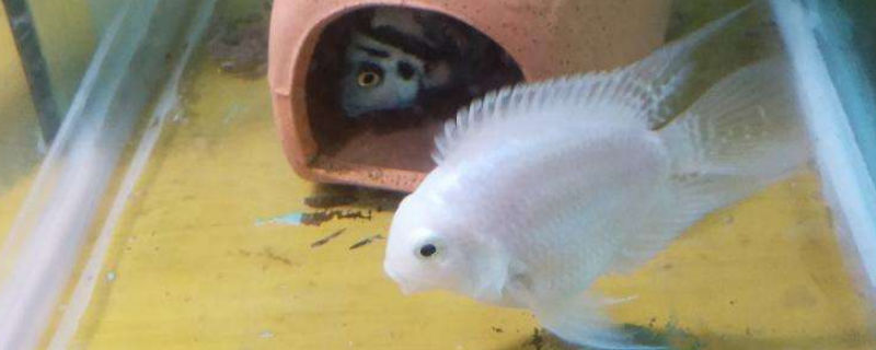 鸚鵡魚生寶寶怎么辦