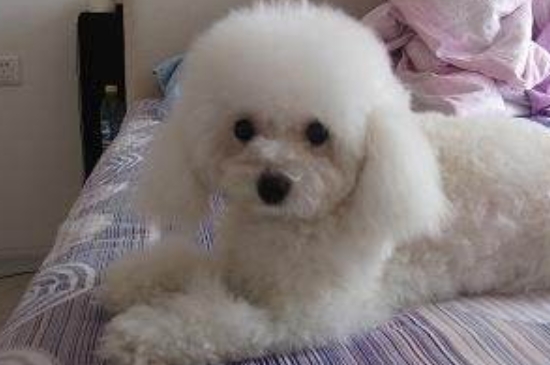 泰迪有白色的嗎