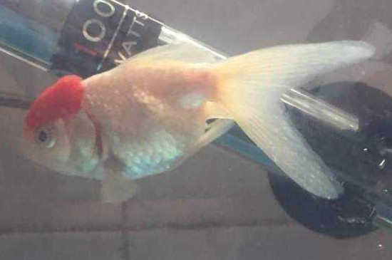 金魚尾巴上有白點爛尾