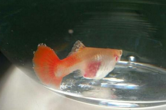 孔雀魚怎么算肛門突出