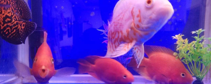 鸚鵡魚(yú)對(duì)主人有感情嗎