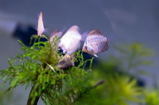 七彩神仙魚(yú)總是打架怎么回事