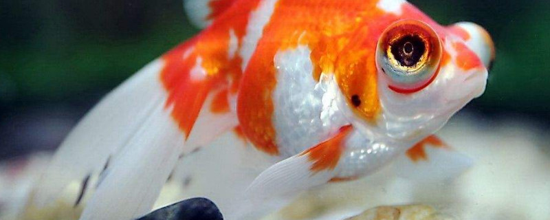 金魚吃什么食物