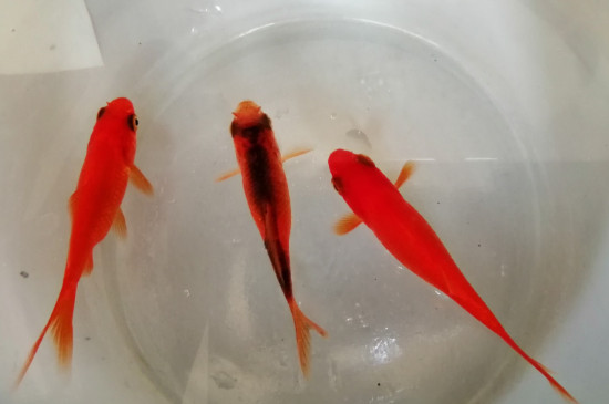 冬天金魚多久喂一次食