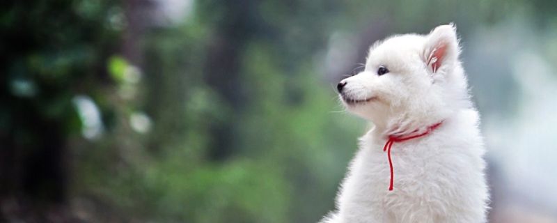 怎么糾正狗狗撕咬尿墊