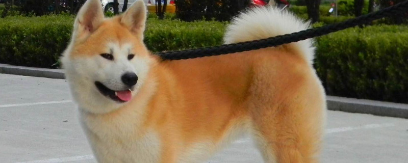 秋田犬會(huì)接受新主人嗎