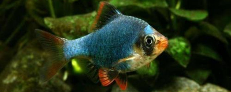 養(yǎng)觀賞魚的方法和技巧