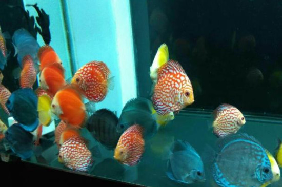 七彩神仙魚怎么養(yǎng)才能顏色好看
