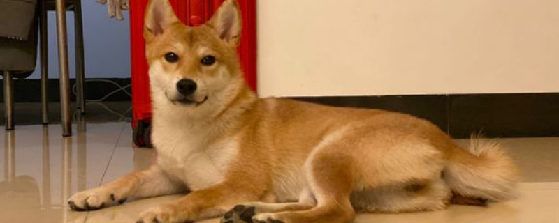 柴犬可以當(dāng)土狗養(yǎng)么
