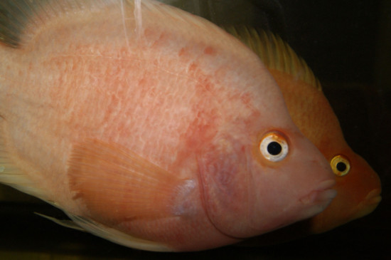 鸚鵡魚打架怎么辦
