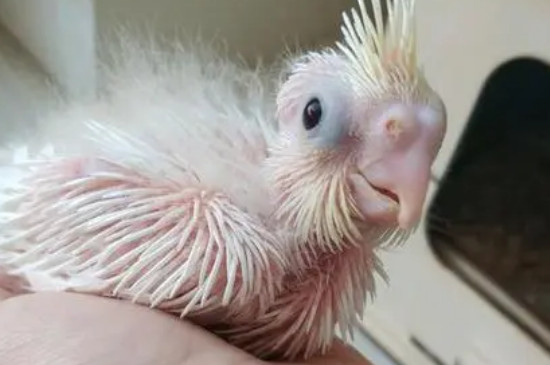 玄鳳幼鳥人工喂養(yǎng)方法