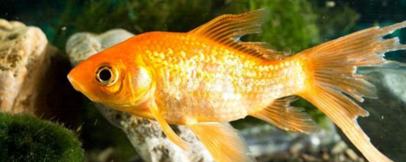 不缺氧金魚為什么浮頭