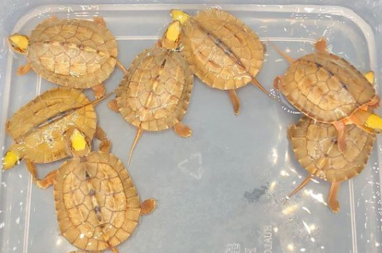 金錢龜吃什么食物