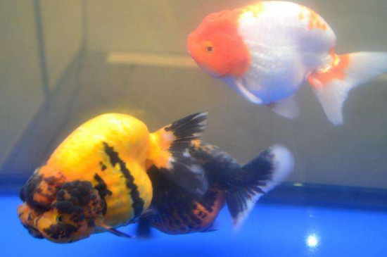 草金魚和什么混養(yǎng)