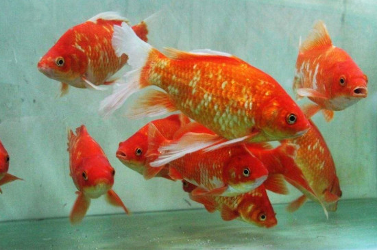 金魚壽命有多長