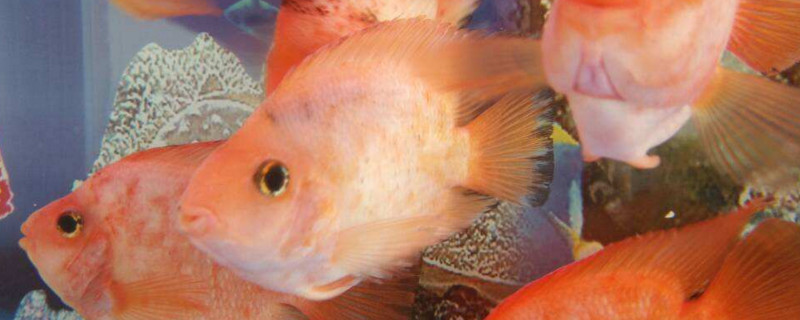 鸚鵡魚水溫過高會怎樣