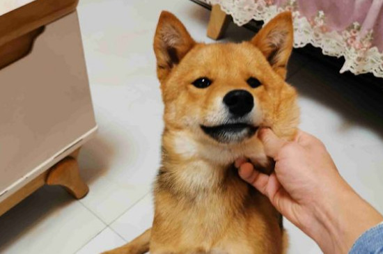 柴犬討厭主人的表現(xiàn)