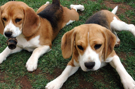 比格犬和史賓格的區(qū)別