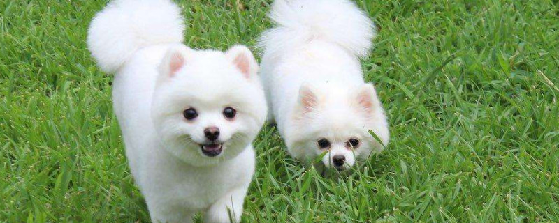 博美犬怎么養(yǎng)毛更好