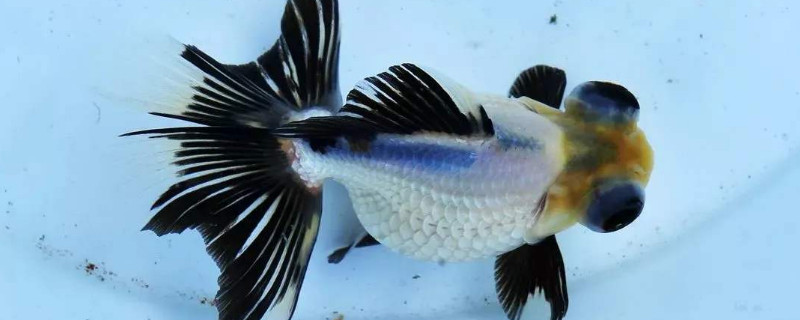 黑色魚一般養(yǎng)幾條