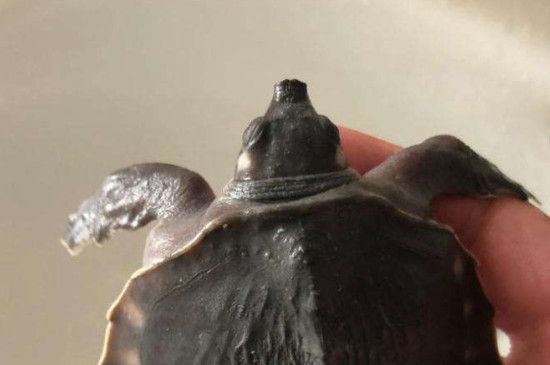 豬鼻龜不吃食什么原因