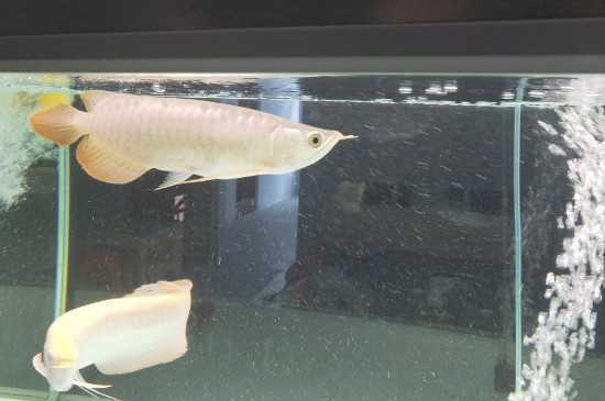 銀龍魚不吃食怎么回事