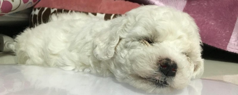 比熊犬適合養(yǎng)一對嗎