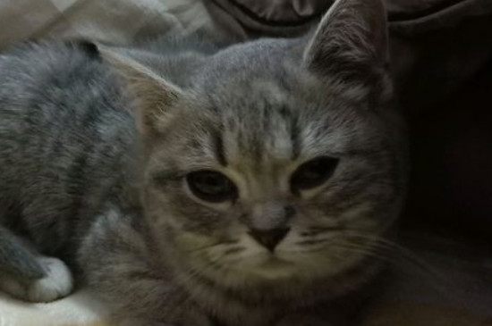 為什么叫端午色英短