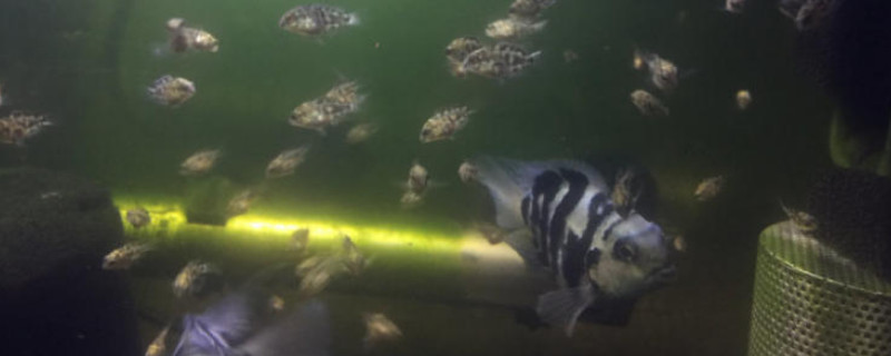 迷你鸚鵡魚苗飼養(yǎng)方法