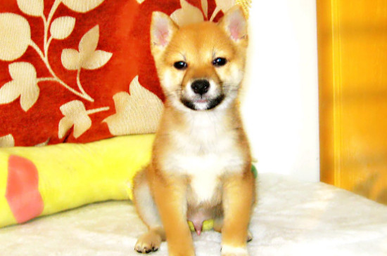 犬瘟癥狀怎么治療方法