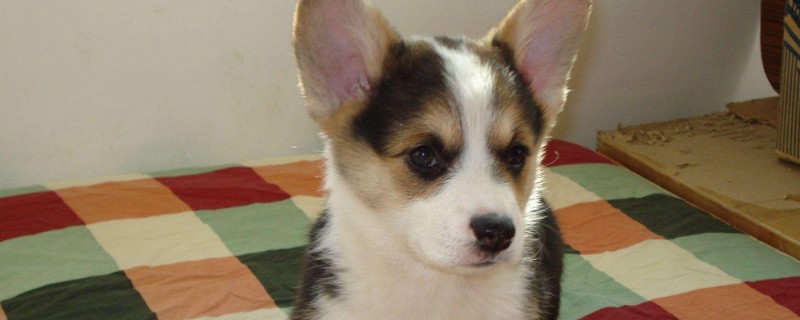 純種柯基犬價(jià)格多少錢一只，正?？禄裁磧r(jià)錢