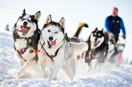 雪橇犬和哈士奇的區(qū)別