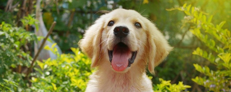 金毛犬性格有什么特點(diǎn)，太興奮活潑什么時(shí)候穩(wěn)定下來(lái)