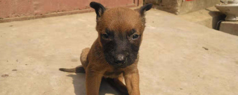 訓(xùn)練馬犬搜索能力的方法