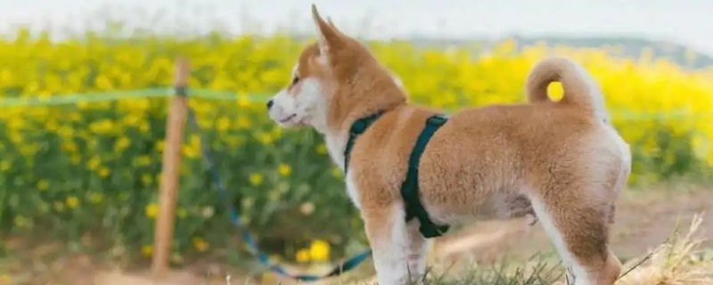 柴犬被主人打后會記仇嗎