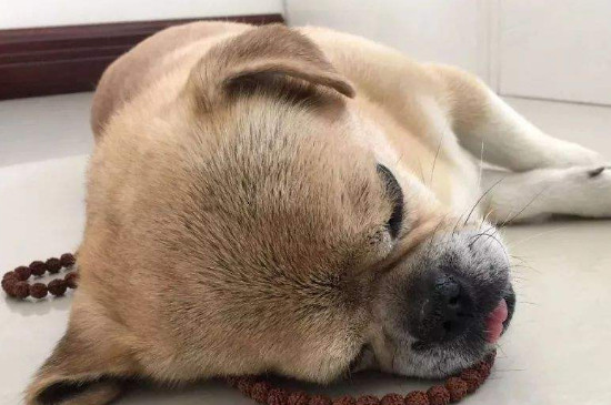狗狗內(nèi)出血的判斷方法