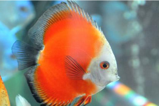 七彩神仙魚可以和龍魚混養(yǎng)嗎?