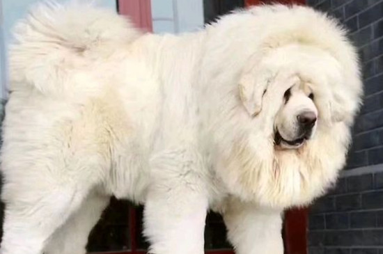 純種藏獒價格多少錢一只，藏獒價位大概在5000-20000元