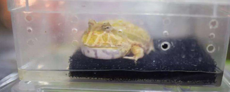 角蛙冬天怎么飼養(yǎng)