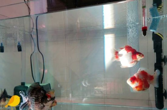 金魚翻身游是怎么回事
