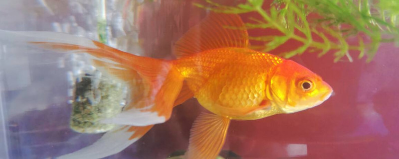 孔雀魚(yú)能吃金魚(yú)飼料嗎