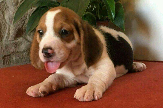 為什么不能打比格犬