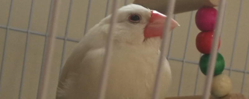 為什么白文鳥一直叫